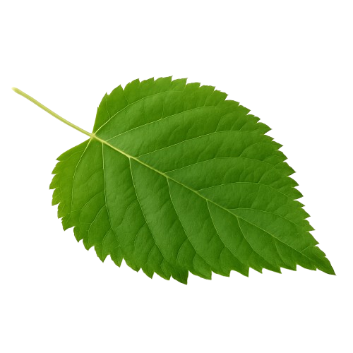 Other Herbal Medicinal Products